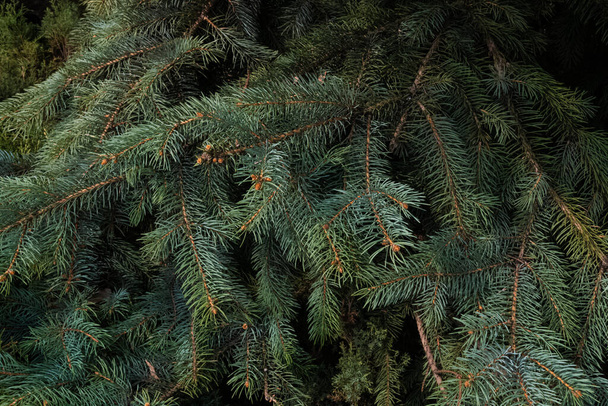 Reichlich dunkelgrüne Tannenzweige mit Schatten im Wald - Foto, Bild
