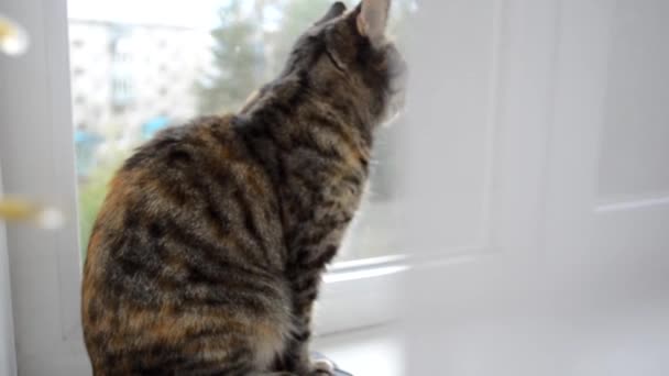 gatto domestico si siede sul davanzale della finestra vicino alla finestra - Filmati, video