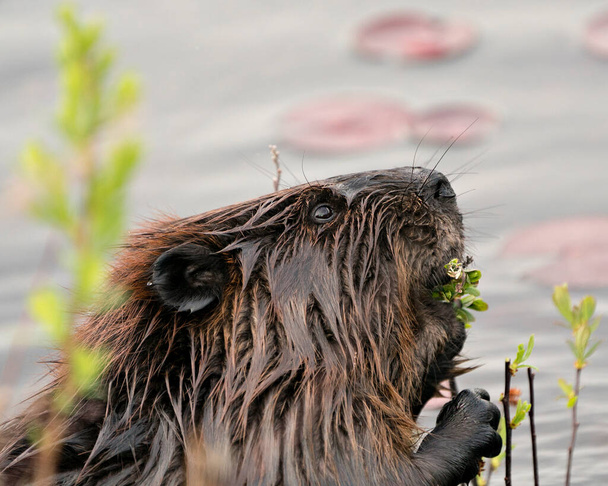 Beaver close-up profil boční pohled hlava záběr s vodou a lekníny polštářky, jíst listí v jeho prostředí a prostředí. Obrázek. Fotka. Portrét. Fotografie. - Fotografie, Obrázek