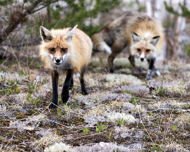 raposa vermelha close-up em pé sobre musgo branco com uma raposa borrão e folhagem fundo em seu ambiente e habitat. Imagem Fox. Imagem. Retrato. Foto. - Foto, Imagem