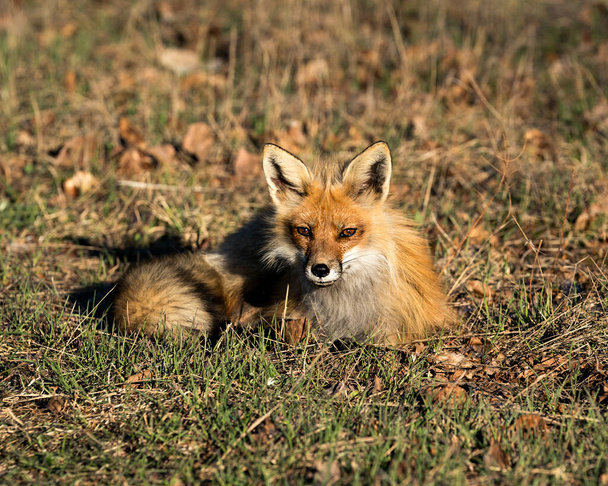 Red fox lying down on grass with a blur background in the springtime season and looking at camera in its environment and habitat. Fox Image. Picture. Portrait. Photo. - Foto, Imagem