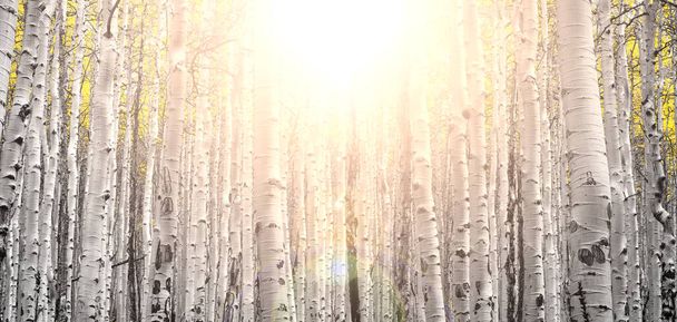 Grueso bosque de otoño de álamos dorados con la luz del atardecer brillando a través de las ramas - Foto, Imagen