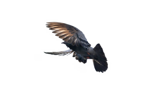 Ruchoma scena gołębia skalnego latającego w powietrzu odizolowanego na czystym niebie - Zdjęcie, obraz