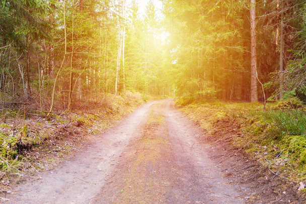 Вид весенней лесной дороги на солнце. Дорога осенью, весной, летним лесом. Весенний лес. Дорога в лесу, лесная городская тропа. - Фото, изображение