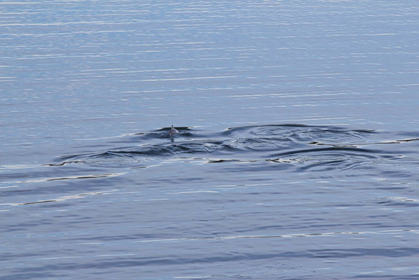 Küçük bir kapsülde yunuslar konser limanının yakınındaki su birikintisinde yüzüyorlar. - Fotoğraf, Görsel