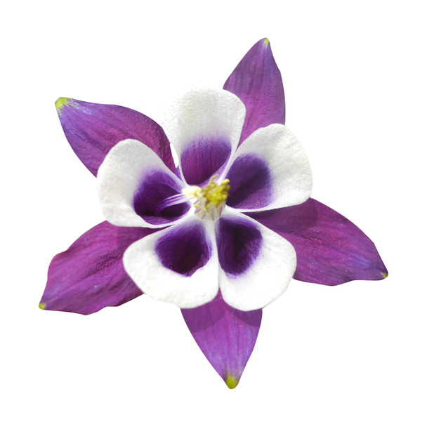 Makro lila Foto Aquilegia Blume auf isoliertem weißem Hintergrund. - Foto, Bild