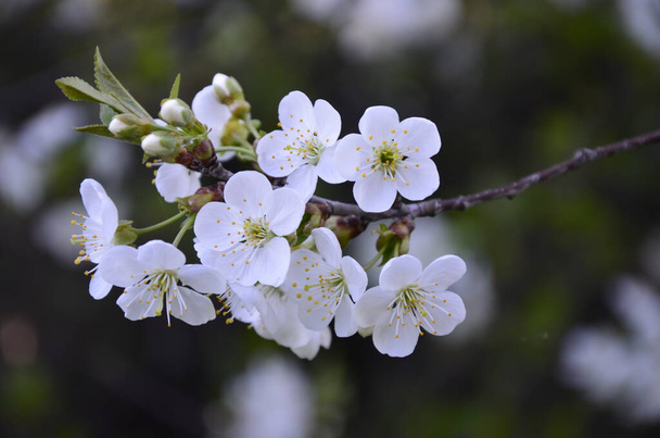 Prunus cerasus flores de árvores floridas, grupo de belas pétalas brancas tart flores anãs cereja em flores.Bela primavera floral fundo abstrato da natureza. Flores brancas de primavera em um galho de árvore. - Foto, Imagem