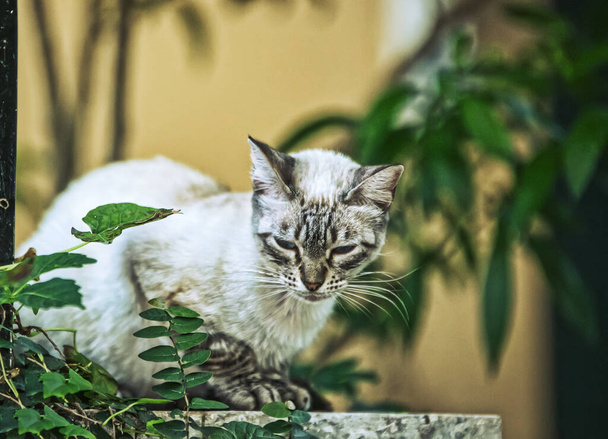 chat dans le jardin - Photo, image