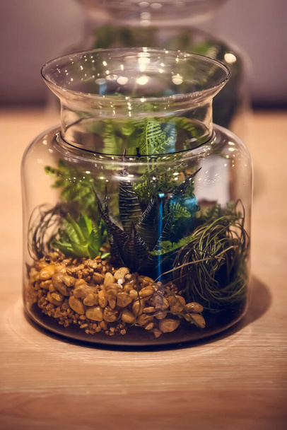 Plantes vertes dans un récipient en verre - Photo, image