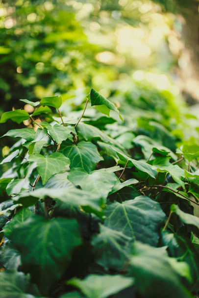 zielone liście rośliny w ogrodzie - Zdjęcie, obraz