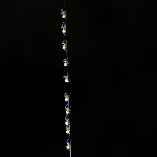 fila di ragni piccoli che si arrampicano su uno sfondo nero
 - Foto, immagini