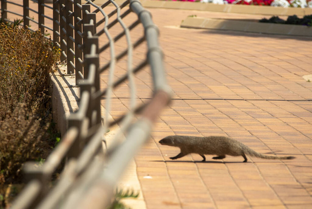 Rodent found along the beach in Natania, Israel - Foto, Bild