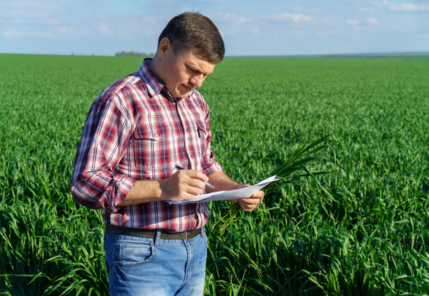 un hombre como agricultor posa en un campo, vestido con una camisa a cuadros y jeans, revisa informes e inspecciona los cultivos de brotes jóvenes de trigo, cebada o centeno, u otros cereales, un concepto de agricultura y agronomía - Foto, Imagen