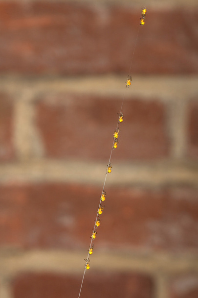 fila di ragni piccoli che si arrampicano davanti al muro di mattoni
 - Foto, immagini