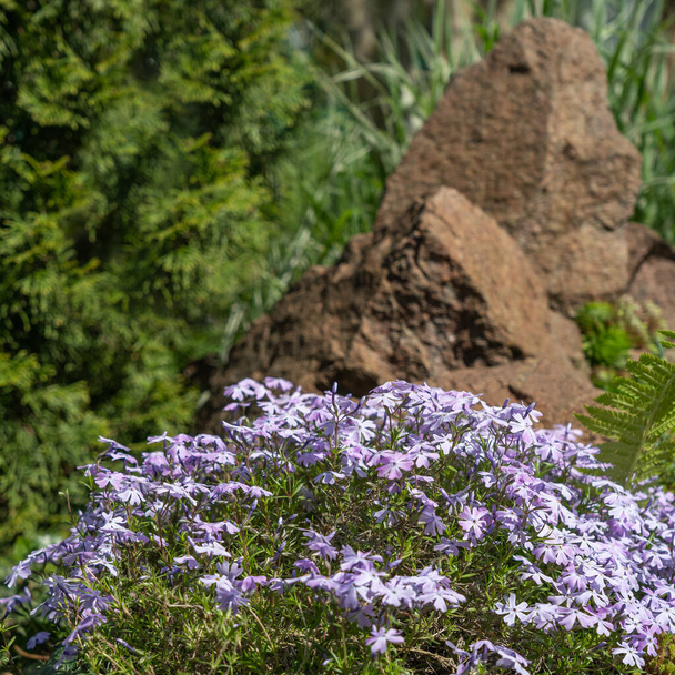 紫色の忍び寄るphlox 、苔のphlox 、または山のphloxの自然背景。春の庭でフロックスを咲かせ、トップビューのクローズアップ。小さなかなり紫色の花を持つ岩. - 写真・画像