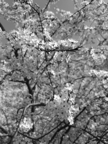 gyönyörű fa virágzik tavasszal, fekete-fehér - Fotó, kép