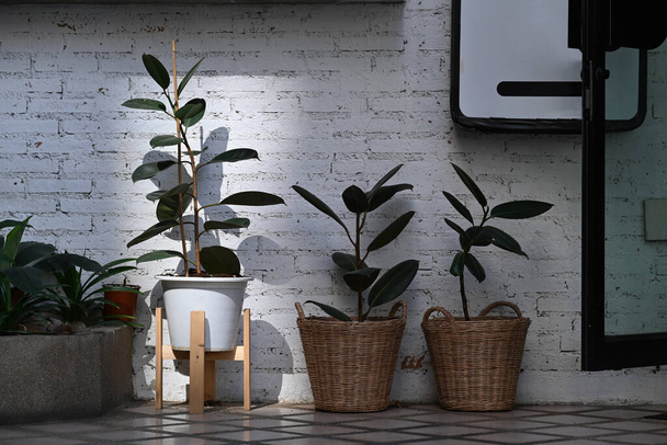 Nowoczesne rośliny Ficus Elastica Burgundia lub roślin gumowych w koszyku rattanowym w stylowym wystroju domu. - Zdjęcie, obraz