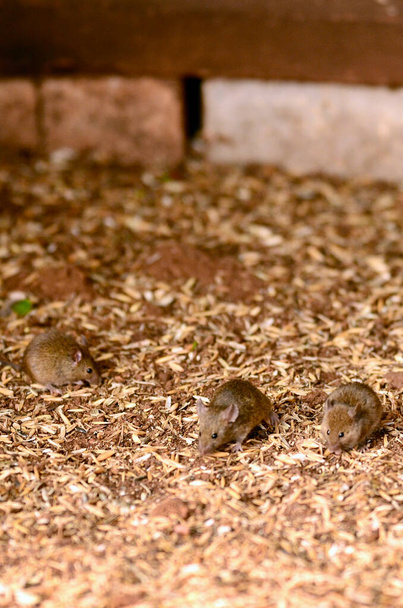 オーストラリア、ニューサウスウェールズ州中部のトランドルでのマウスの疫病 - 写真・画像