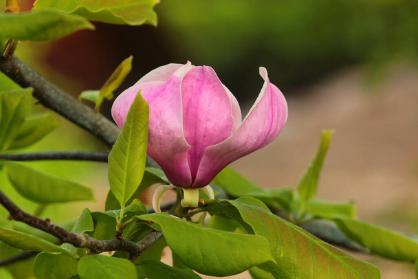 Magnolia flowers in a garden at early springtime - Foto, Bild