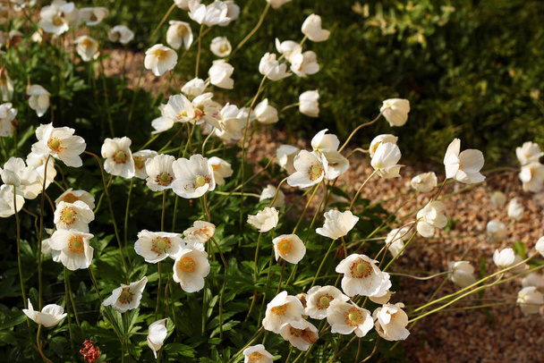 Odmiana Anemone, białe kwiaty w ogrodzie - Zdjęcie, obraz