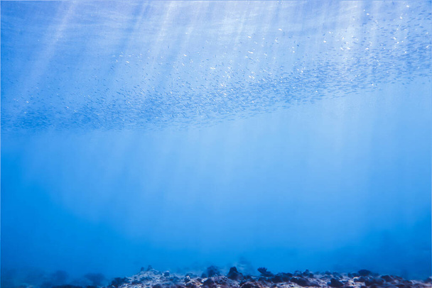 Bella e sorprendente foto subacquea di banchi di pesci in luce surrealistica. Da un'immersione subacquea in Thailandia.  - Foto, immagini
