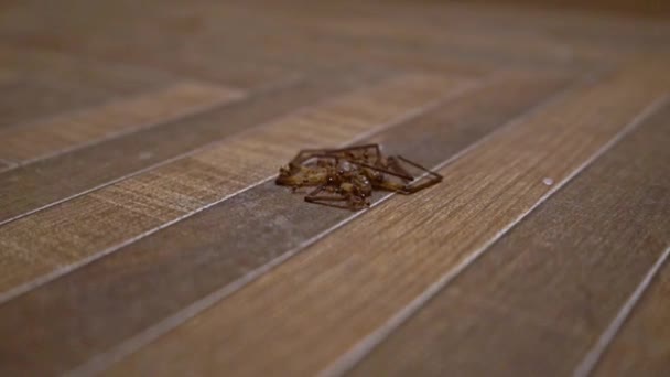 Formiche che mangiano il corpo morto di un ragno su un pavimento di legno in Agra, India - colpo di basso livello - Filmati, video