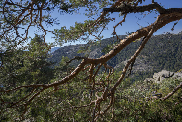 Forest of Scots pine tree, Pinus sylvestris. Photo taken in Guadarrama Mountains National Park, province of Madrid, Spain - Photo, Image