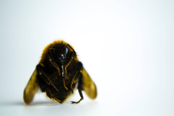 Anteni, saçı ve kanatları olan bir bal arısına yaklaş. - Fotoğraf, Görsel