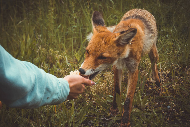 Το κορίτσι στο Πρίπιατ ταΐζει την αλεπού του Τσερνομπίλ με ένα σάντουιτς, τις συνέπειες της καταστροφής. - Φωτογραφία, εικόνα