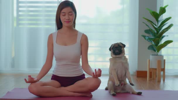 Een mooie Aziatische vrouw die lotus en pug yoga beoefent poseert op een yoga mat in haar slaapkamer. Er is een achtergrond met grote ramen en gordijnen. Oefening en gezondheidszorg met huisdieren. - Video