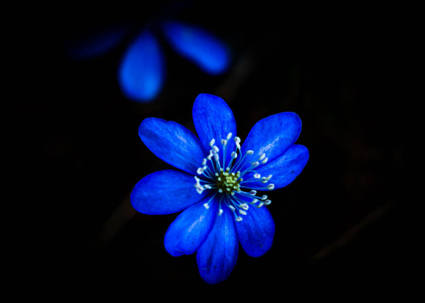 Niebieski lub fioletowy kwiat anemonu Kidneywort izolowane na czarnym tle. Płytka głębokość pola. Wysokiej jakości zdjęcie - Zdjęcie, obraz