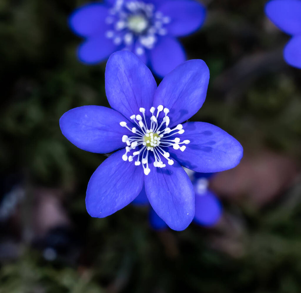 Siyah arka planda mavi ya da mor renkli Böbrek otu şakayığı çiçeği. Yüzeyin derinliği. Yüksek kalite fotoğraf - Fotoğraf, Görsel