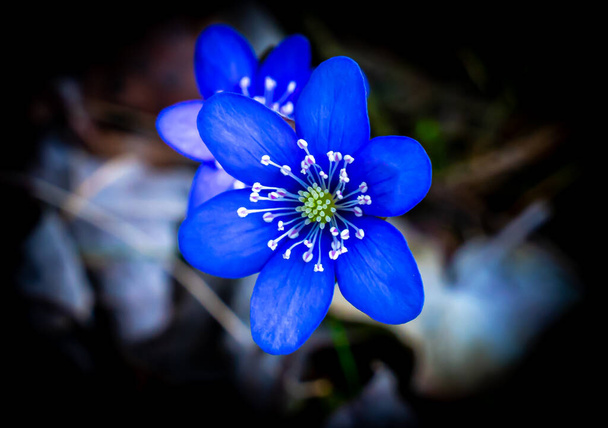 Fiore di anemone Kidneywort blu o viola isolato su sfondo nero. Profondità di campo ridotta. Foto di alta qualità - Foto, immagini