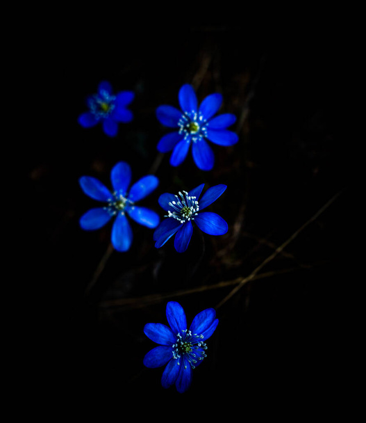 Flor anémona de Kidneywort azul o púrpura aislada sobre fondo negro. Profundidad de campo superficial. Foto de alta calidad - Foto, imagen