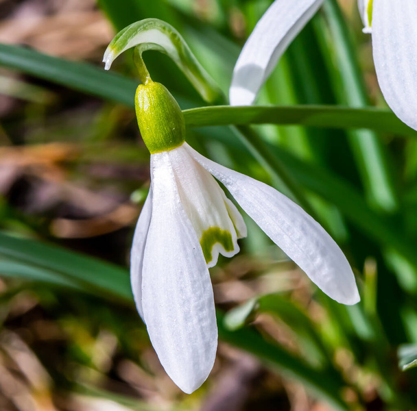 Close up of common Snowdrop flowers in the spring sun. Isolated on black background with shallow depth of field. High quality photo - Photo, Image