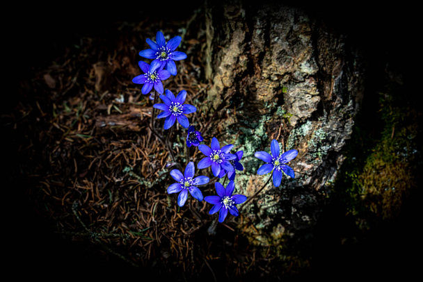 Flor de anêmona azul ou roxo Kidneywort isolada no fundo preto. - Foto, Imagem