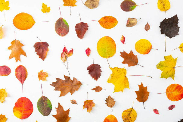 Overhead view of different autumn leaves on white surface - Fotografie, Obrázek