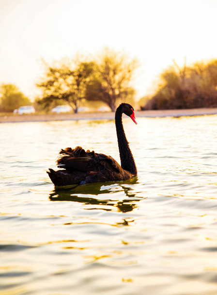 Un hermoso cisne negro en el agua (Cygnus atratus). Lago Al Qudra, Dubai, Emiratos Árabes Unidos. - Foto, imagen
