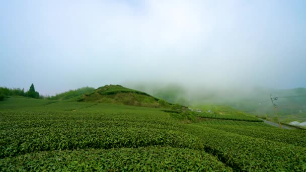 Tea mezőgazdaság a hegyen.Mássz fel az Err-yan-ping Trail és tapasztalja meg az érzés, hogy elmerül egy teakertben a felhők. Alishan Nemzeti Park, Chiayi megye, Tajvan. Március 2. 2021. - Felvétel, videó