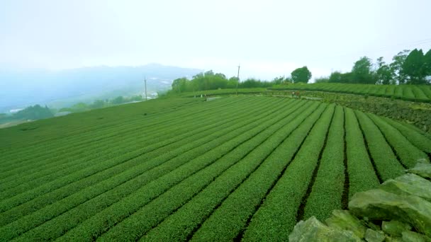 Tea agriculture on the mountain.Climb up the Err-yan-ping Trail and experience the feeling of being immersed in a tea garden in the clouds. Alishan National Park, Chiayi County, Taiwan. 2 Mar. 2021. - Footage, Video