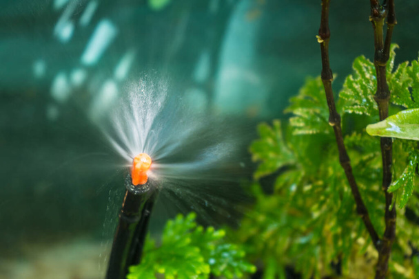 Sprühen Sie Wasser aus der automatischen Sprinkleranlage zur Bewässerung der Pflanzen im Garten. - Foto, Bild