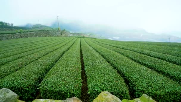 Teeanbau am Berg. Erklimmen Sie den Err-yan-ping Trail und erleben Sie das Gefühl, in einen Teegarten in den Wolken einzutauchen. Alishan National Park, Chiayi County, Taiwan. 2 Mär. 2021. - Filmmaterial, Video