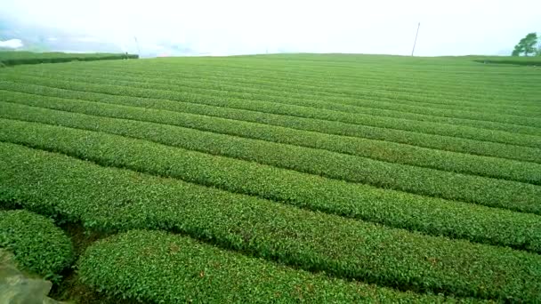 Agricoltura del tè in montagna.Salite sul sentiero Err-yan-ping e vivete la sensazione di essere immersi in un giardino del tè tra le nuvole. Parco nazionale di Alishan, contea di Chiayi, Taiwan. 2 Mar. 2021. - Filmati, video