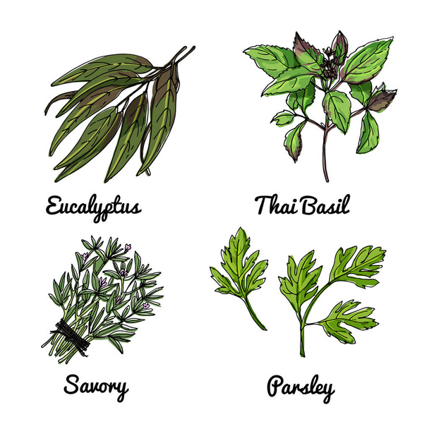 Vector food icons of herbs and spices. Colored sketch of food products. Eucalyptus, Thai basil, savory - Вектор, зображення