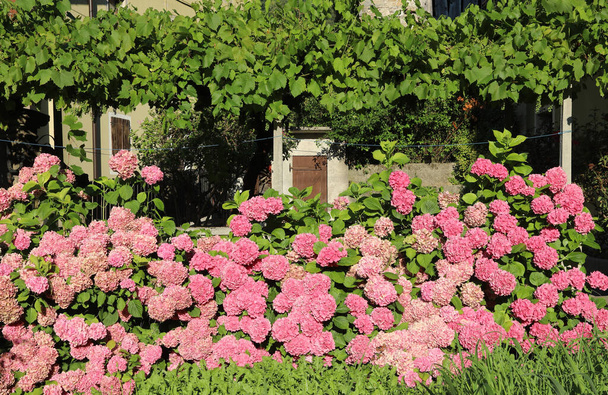 grote bloembed met veel hortensia bloemen die bloeide in de zomer in de villa op het platteland - Foto, afbeelding