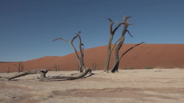 Namibie. Afrika. Písečné duny v Namibské poušti - Záběry, video