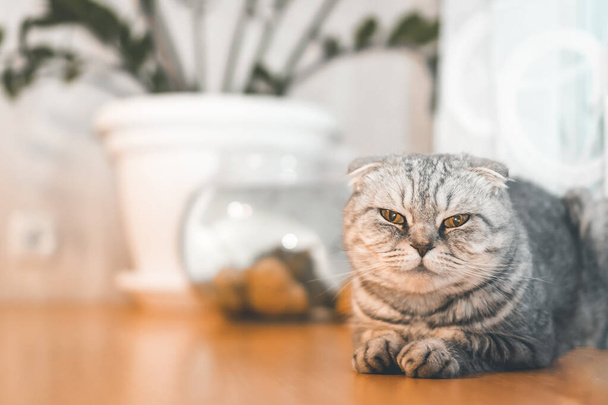 Beautiful grey Scottish fold cat sits on a table close-up with copy space, in the background a houseplant and an aquarium with fish - Valokuva, kuva