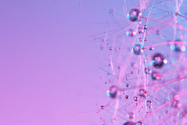 Macro Shot of Dandelion with water drops. - Valokuva, kuva