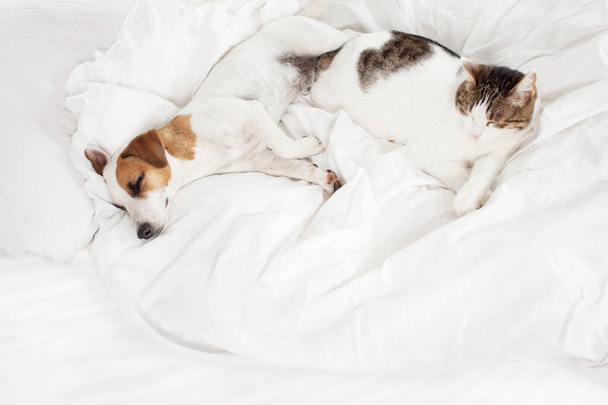 Sleeping pets on bed. Cat and dog - Zdjęcie, obraz