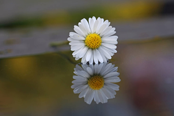 Λευκό λουλούδι χαμομηλιού και η αντανάκλασή του στο νερό. - Φωτογραφία, εικόνα